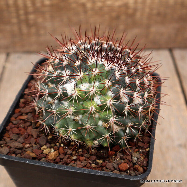 MAMMILLARIA ERNESTII VARIEGATED