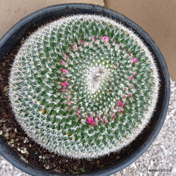 MAMMILLARIA HAHNIANA OLD