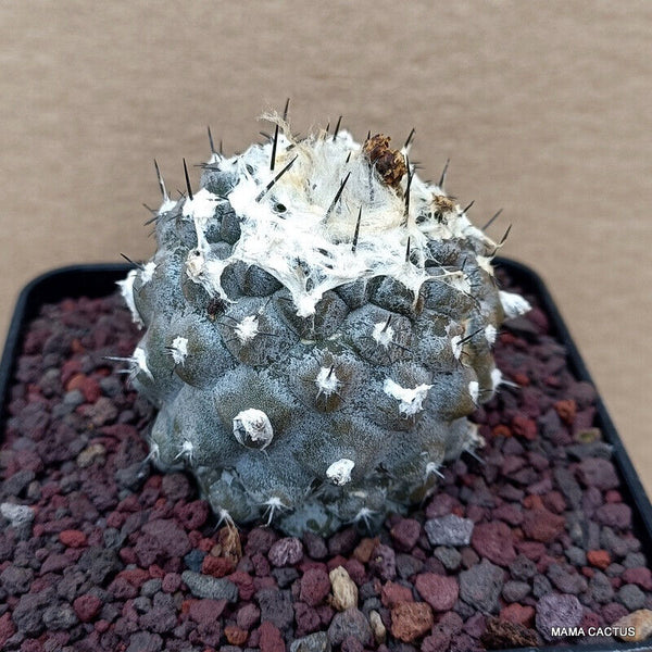 COPIAPOA TENUISSIMA