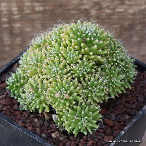 MAMMILLARIA PAINTERII MONSTER
