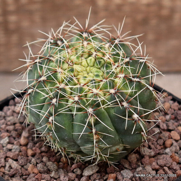 GYMNOCALYCIUM BALDIANUM VARIEGATED
