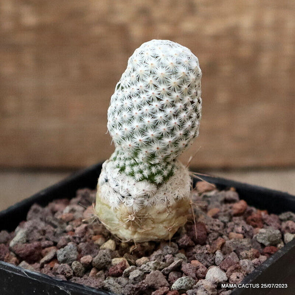 MAMMILLARIA HERRERAE V. ALBIFLORA