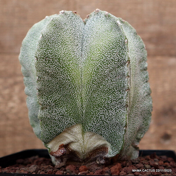 ASTROPHYTUM MYRIOSTIGMA VARIEGATED