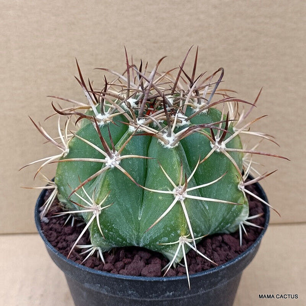 MELOCACTUS NERYI MONSTER