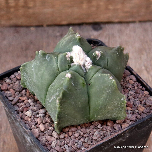 ASTROPHYTUM MYRIOSTIGMA KIKKO