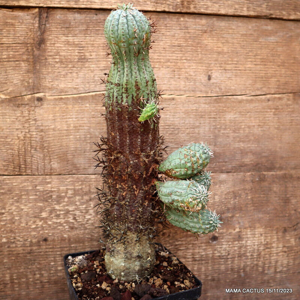 EUPHORBIA STELLISPINA OLD
