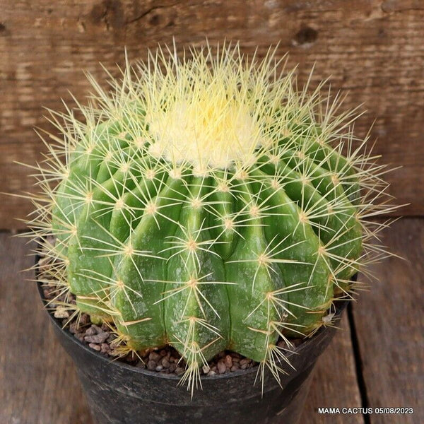 ECHINOCACTUS GRUSONII SETISPINUS