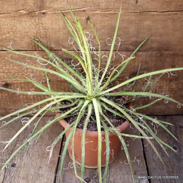 AGAVE FILIFERA