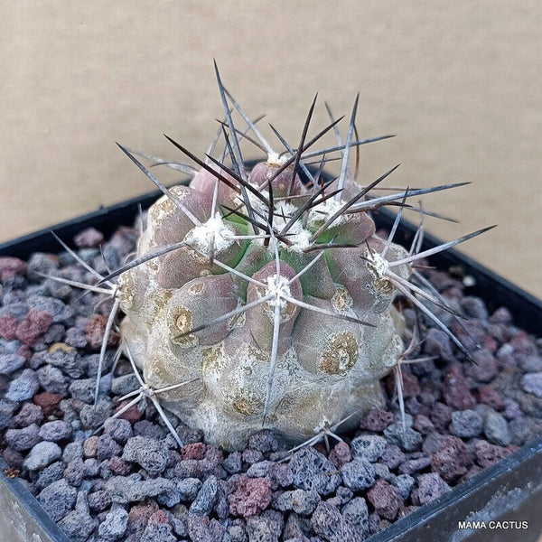 COPIAPOA MONTANA FR 522