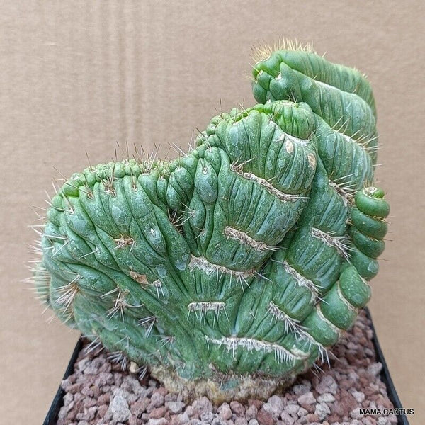EULYCHNIA CASTANEA CRESTED
