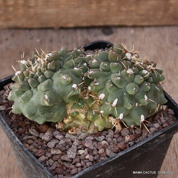 GYMNOCALYCIUM VATTERII DICHOTOMIC