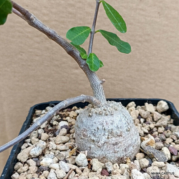 FOCKEA EDULIS