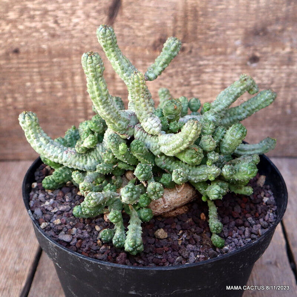 EUPHORBIA PSEUDOGLOBOSA BIG CAUDEX