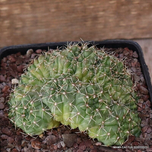 GYMNOCALYCIUM BALDIANUM CRESTED