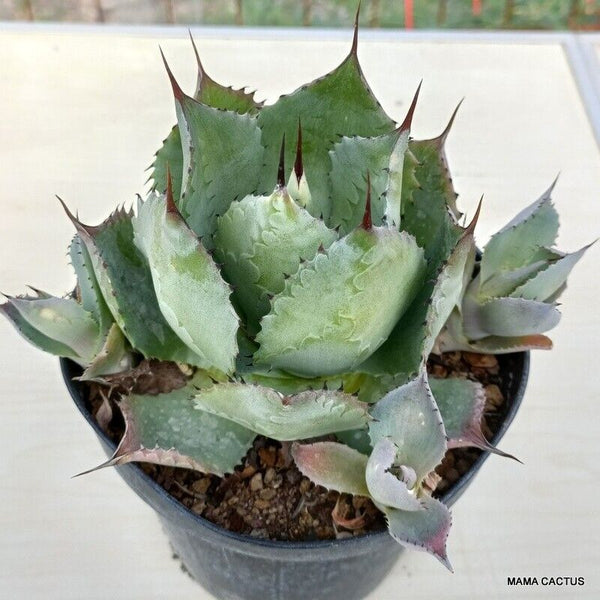 AGAVE POTATORUM