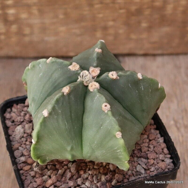 ASTROPHYTUM MYRIOSTIGMA KIKKO FUKURYU NUDUM