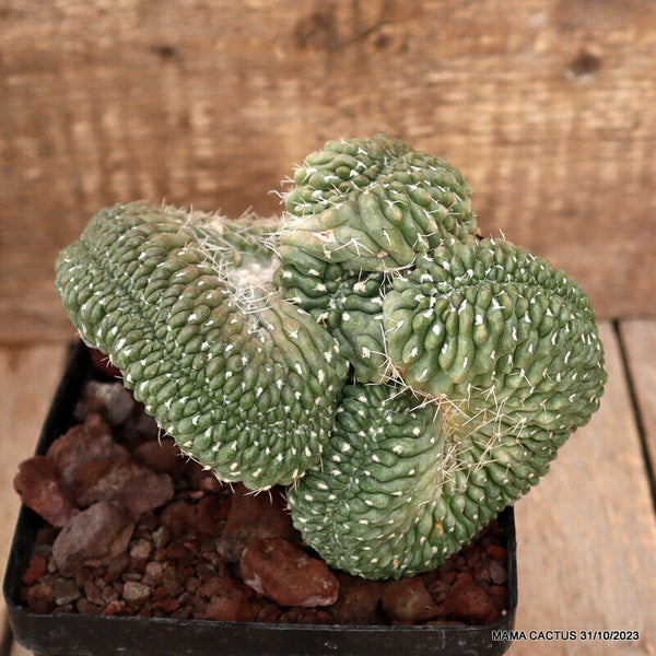 GYMNOCALYCIUM BALDIANUM CRESTED GRAFTED