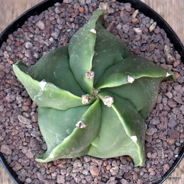 ASTROPHYTUM MYRIOSTIGMA NUDUM
