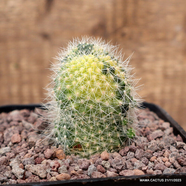 A5830 REBUTIA MINIMA VARIEGATED pot10-H7-W5 cm MaMa Cactus