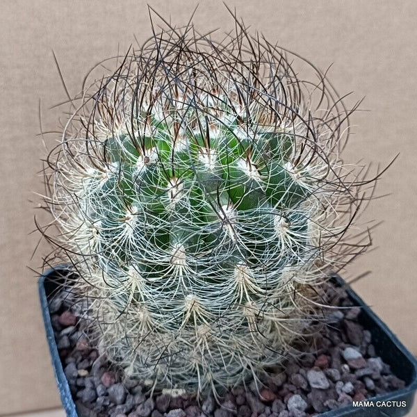 NEOPORTERIA NIDUS