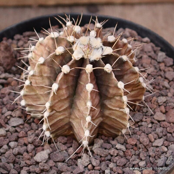 GYMNOCALYCIUM FRIEDRICHII