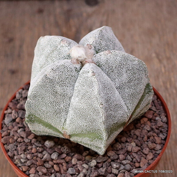 ASTROPHYTUM MYRIOSTIGMA ONZUKA