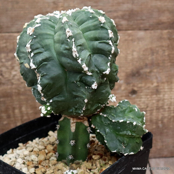 ASTROPHYTUM MYRIOSTIGMA KIKKO YOROI GRAFTED