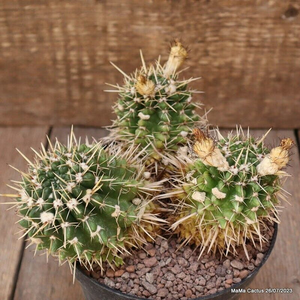 NOTOCACTUS SUBMAMMULOSUS