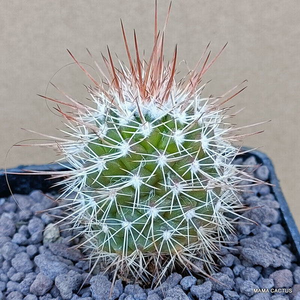 MAMMILLARIA SPINOSISSIMA
