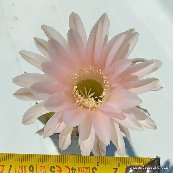 Flower  MaMa Cactus