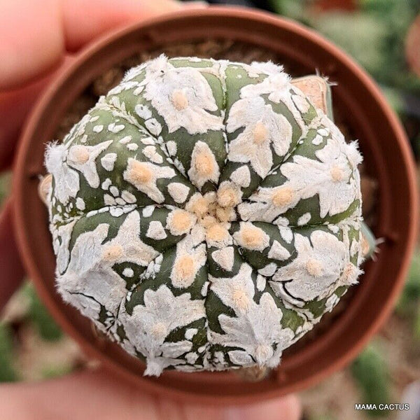 ASTROPHYTUM SUPER KABUTO V TYPE GRAFT