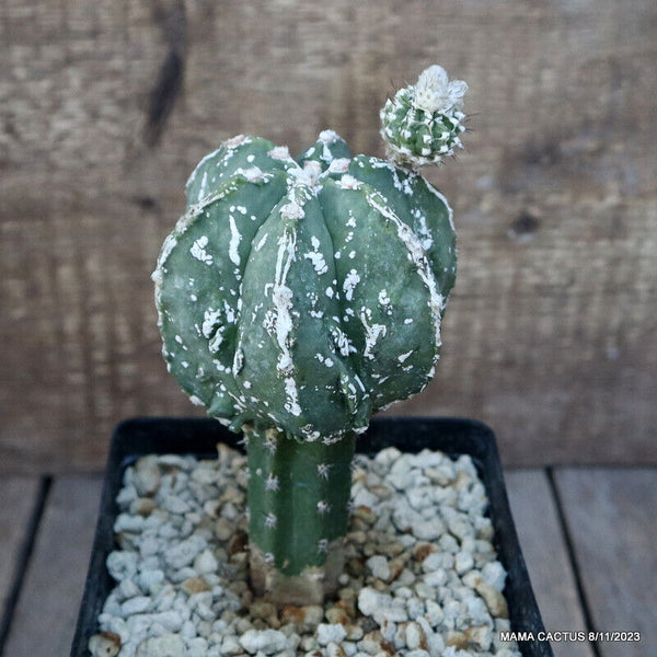 ASTROPHYTUM MYRIOSTIGMA FUKURYU GRAFTED