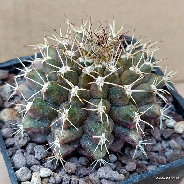 GYMNOCALYCIUM MIHANOVICHII