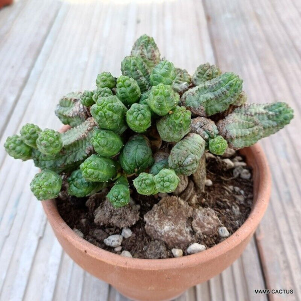 EUPHORBIA PSEUDOGLOBOSA