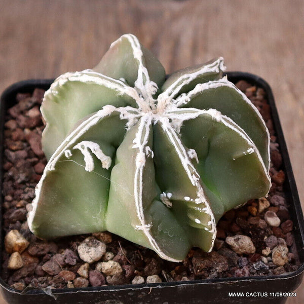 ASTROPHYTUM MYRIOSTIGMA SPECIAL