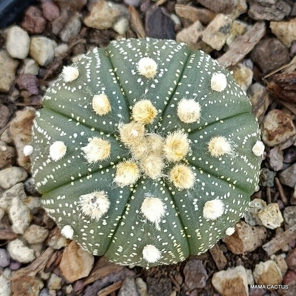 ASTROPHYTUM SUPER KABUTO RED FLOWERS