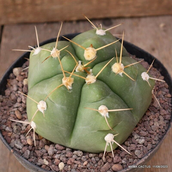 GYMNOCALYCIUM HORSTII