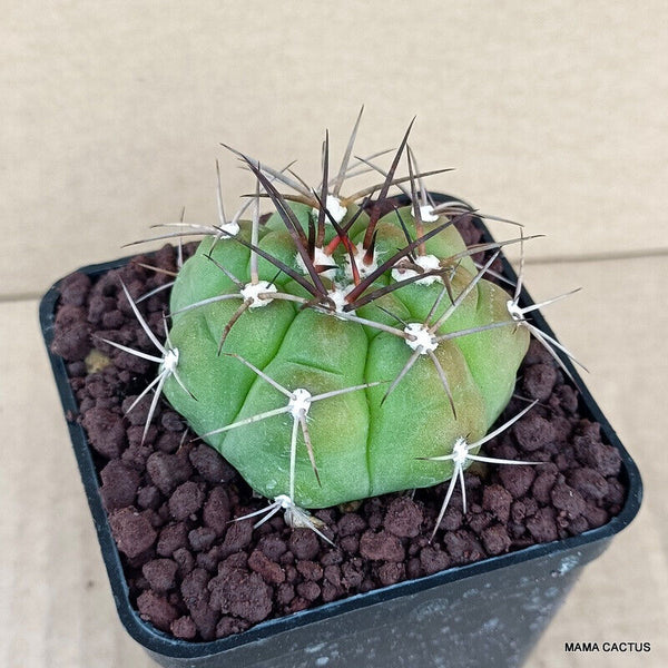 GYMNOCALYCIUM HOSSEI