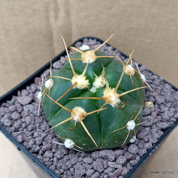 GYMNOCALYCIUM HORSTII