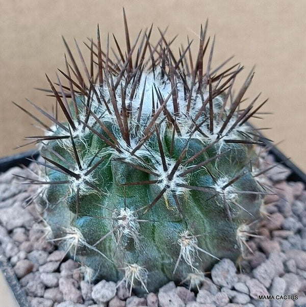 NEOPORTERIA ECHINUS V. FLOCCOSA