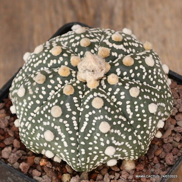 ASTROPHYTUM SUPER KABUTO STAR