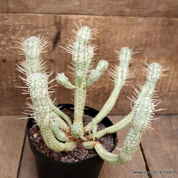 EUPHORBIA MAMMILLARIS VARIEGATED