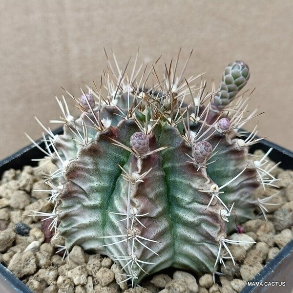 GYMNOCALYCIUM MIHANOVICHII