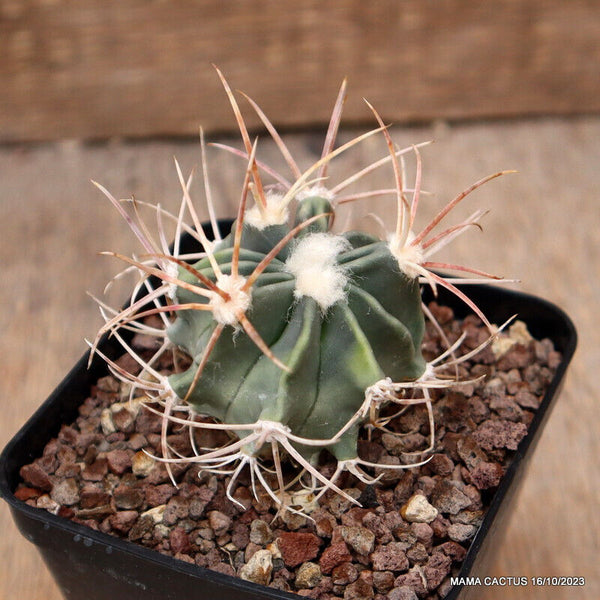 ECHINOCACTUS PARRYI