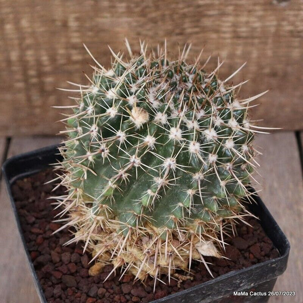 NOTOCACTUS ROSEOLUTUS