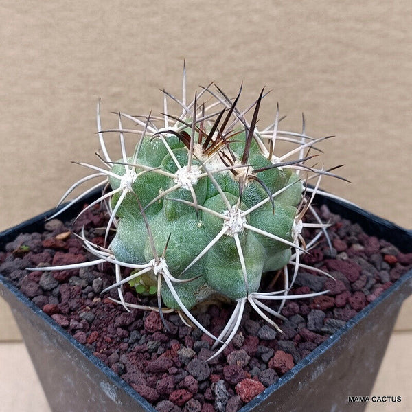 COPIAPOA BRIDGESII KK 1399