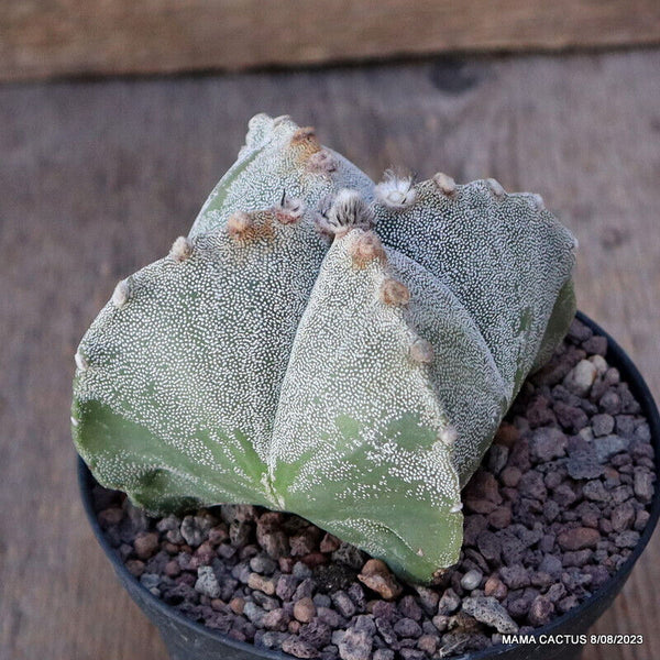 ASTROPHYTUM MYRIOSTIGMA SPECIAL