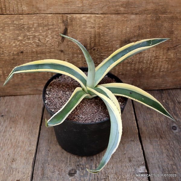 AGAVE GUIENGOLA VARIEGATED
