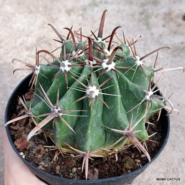 FEROCACTUS HORRIDUS LONGISPINUS