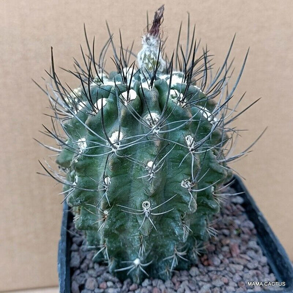 NEOPORTERIA OCCULTA PROLIFICA
